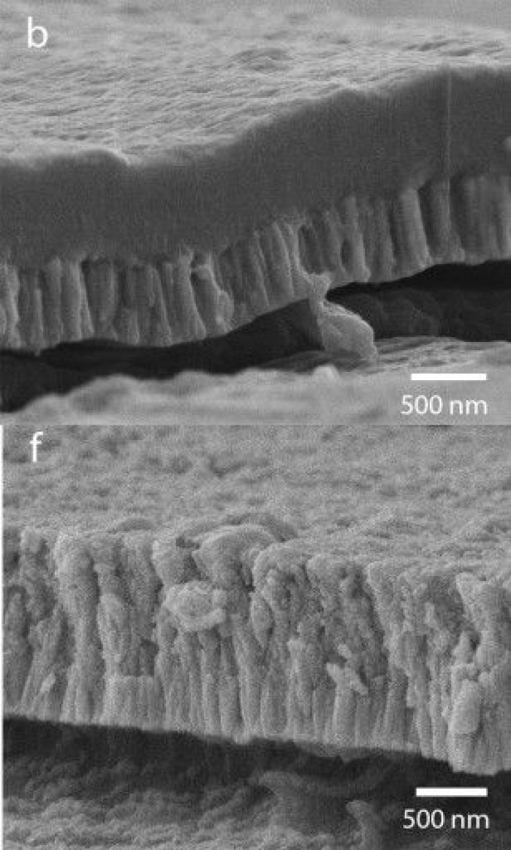 bioactive hydroxyapatite zirconia coating Spinal implant