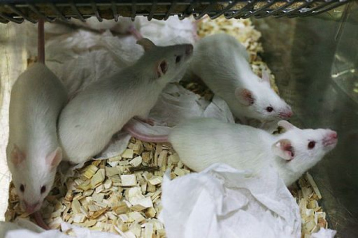 Lab mice