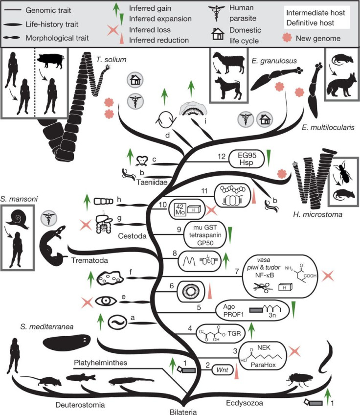 Tapeworm Evolution