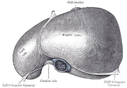 Liver