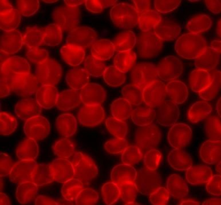 red blood cells