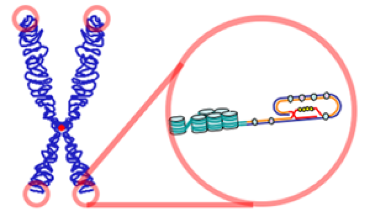 Telomeres