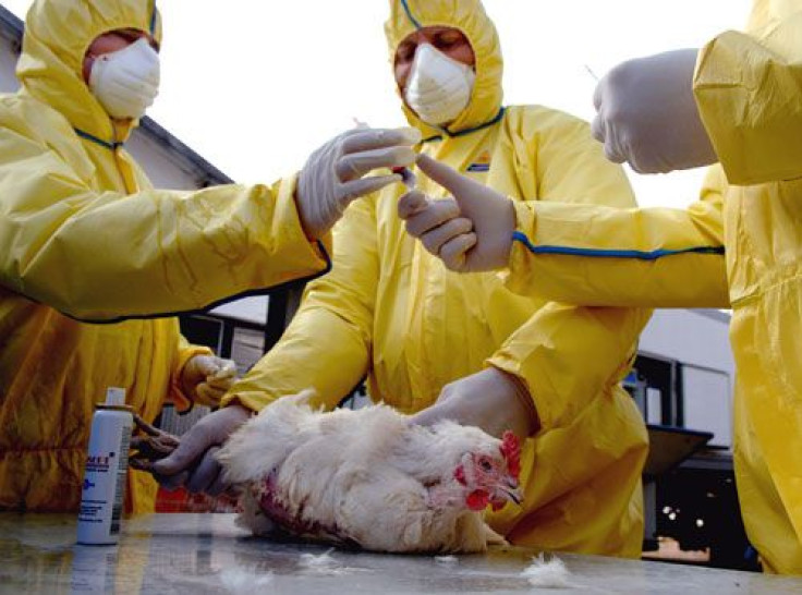 Public Health Researchers Continue To Monitor Emerging 'Bird Flu' Strains