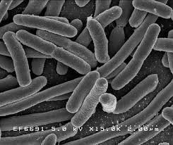 E. Coli Outbreak Hits 15 U.S. States