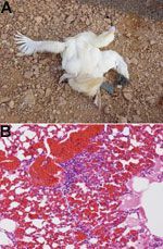 Fourth New 'Bird Flu' Case Confirmed In China; Health Officials Monitoring