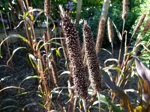 Sorghum Health Benefits: Grain is Gluten Free, High in Nutritional Value