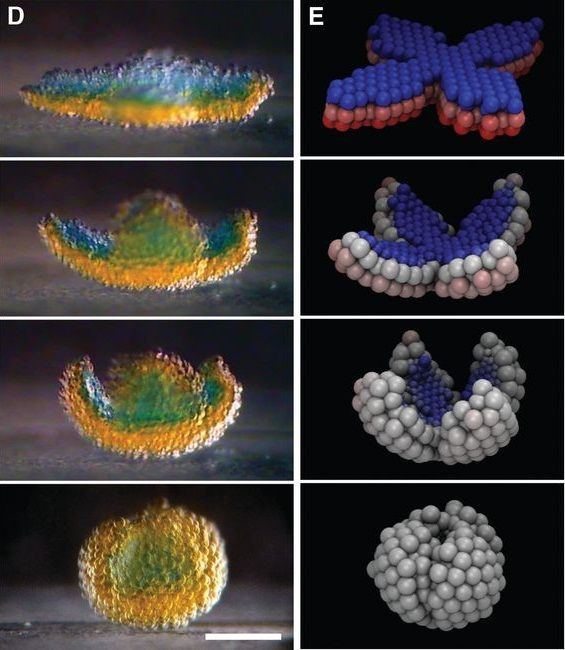 Tissue-Like Printed Material