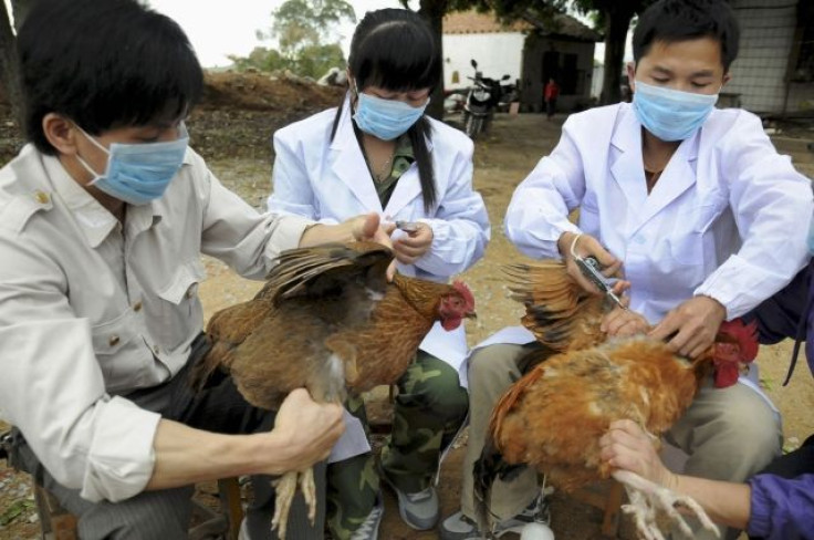 Bird Flu Mutations Reveal Potential Vaccine Against New Strains