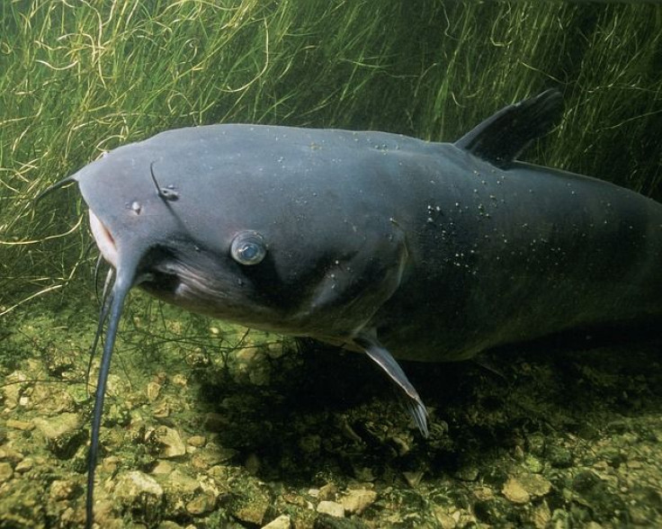 New Orleans Rejoice: Catfish Lower In Mercury And Also Good For You