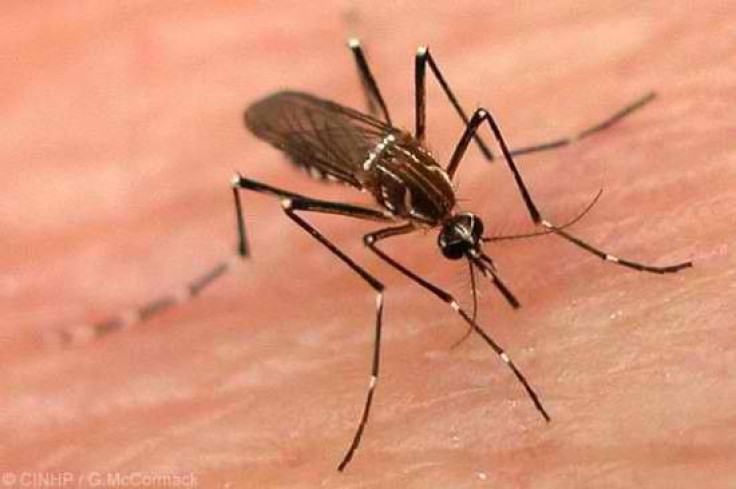 Dengue Fever Infections Soar To 390 million, Three Times Previous Estimates