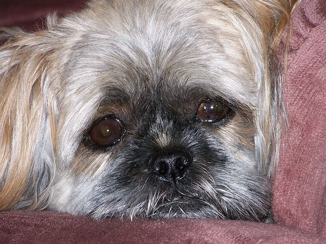 Medical Marijuana For Dogs, Says California Vet