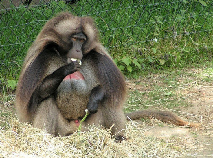 Gelada