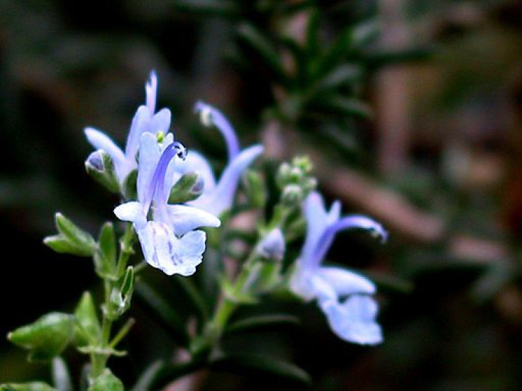 Rosemary