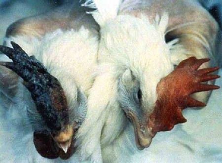 Bird flu