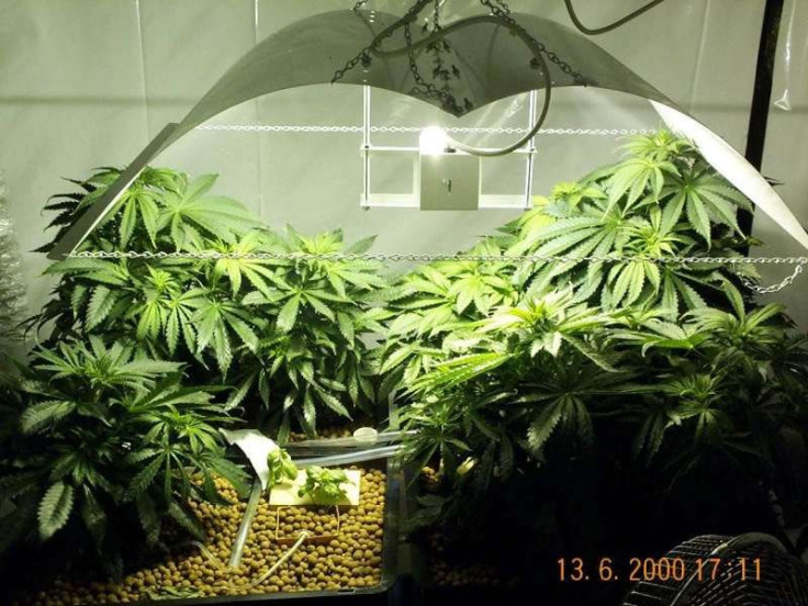 Medical Marijuana Legislation Introduced In Washington
