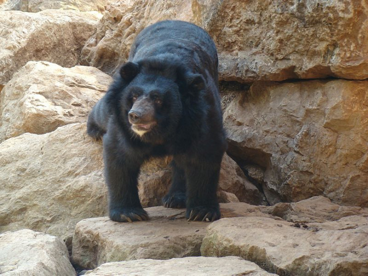 Champa, The First Bear To Undergo Brain Surgery