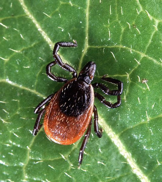 Lyme Disease Becoming More Common; Making It's Way North