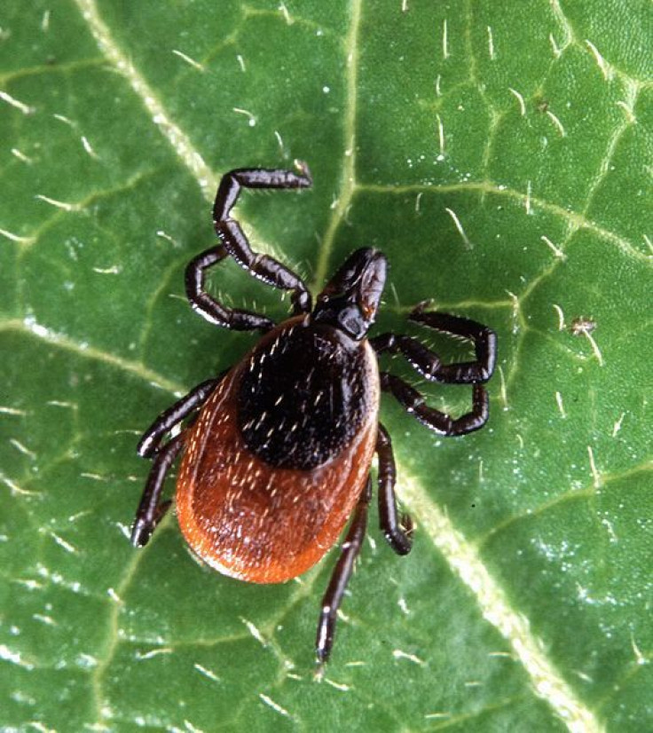 Lyme Disease Becoming More Common; Making It's Way North