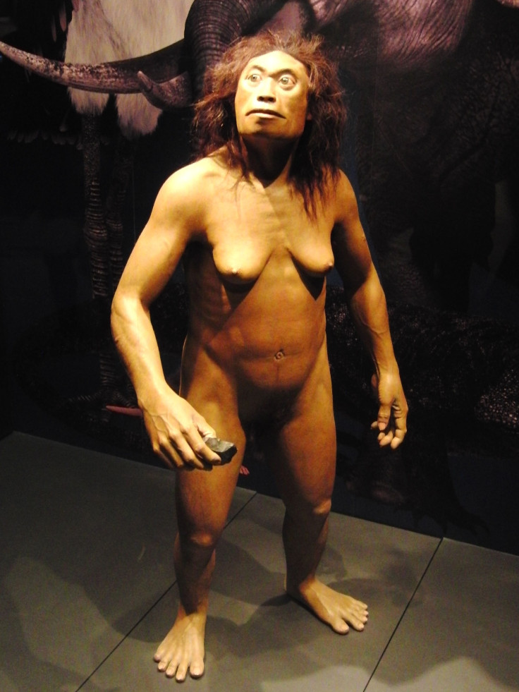 Hobbits of Flores Had Bigger Brains Than Previously Thought