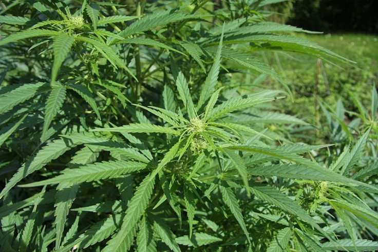 Cannabis sativa, or marijuana, plant growing for medical purposes.