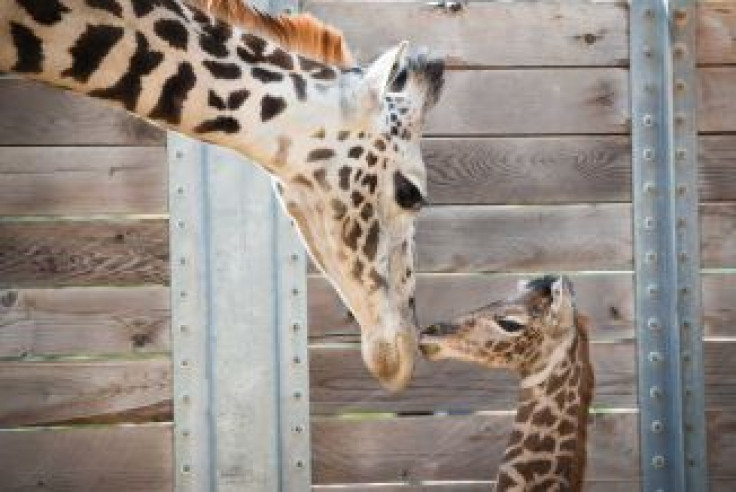 Baby Giraffe Yao Ming and His Mother