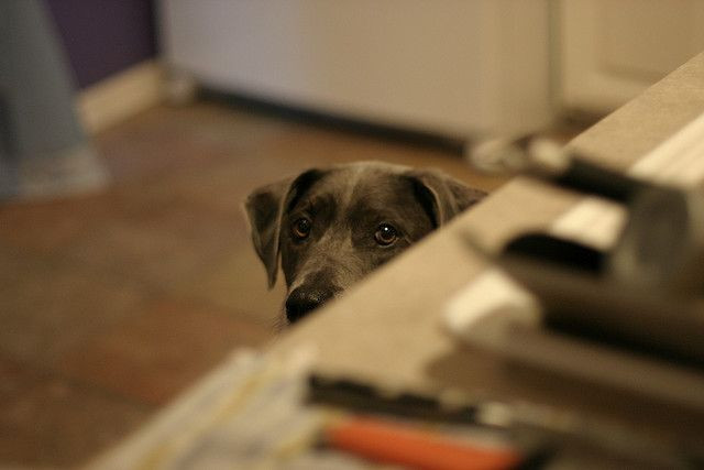 Lost Dog? Misplaced Keys? How Brain Mobilizes Search Parties For The Missing