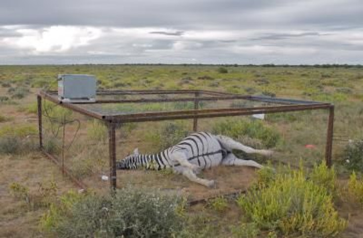 Caged Dead Zebra in Landscape