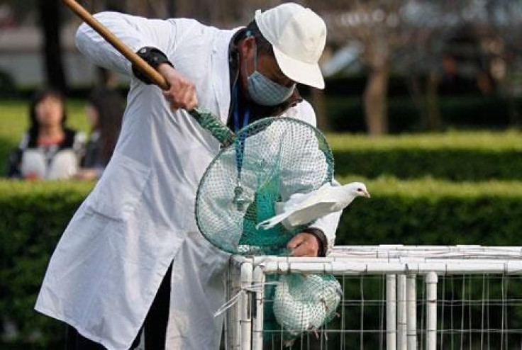 bird flu