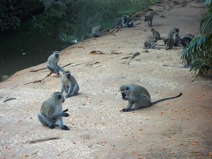 Vervet Monkeys