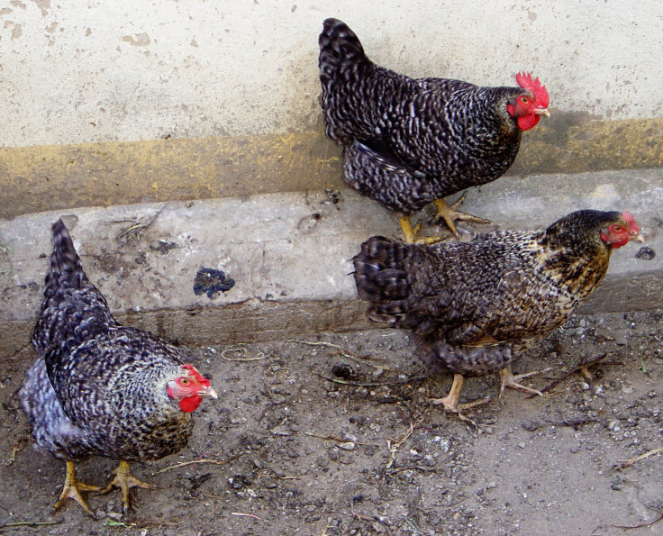 Live hens.