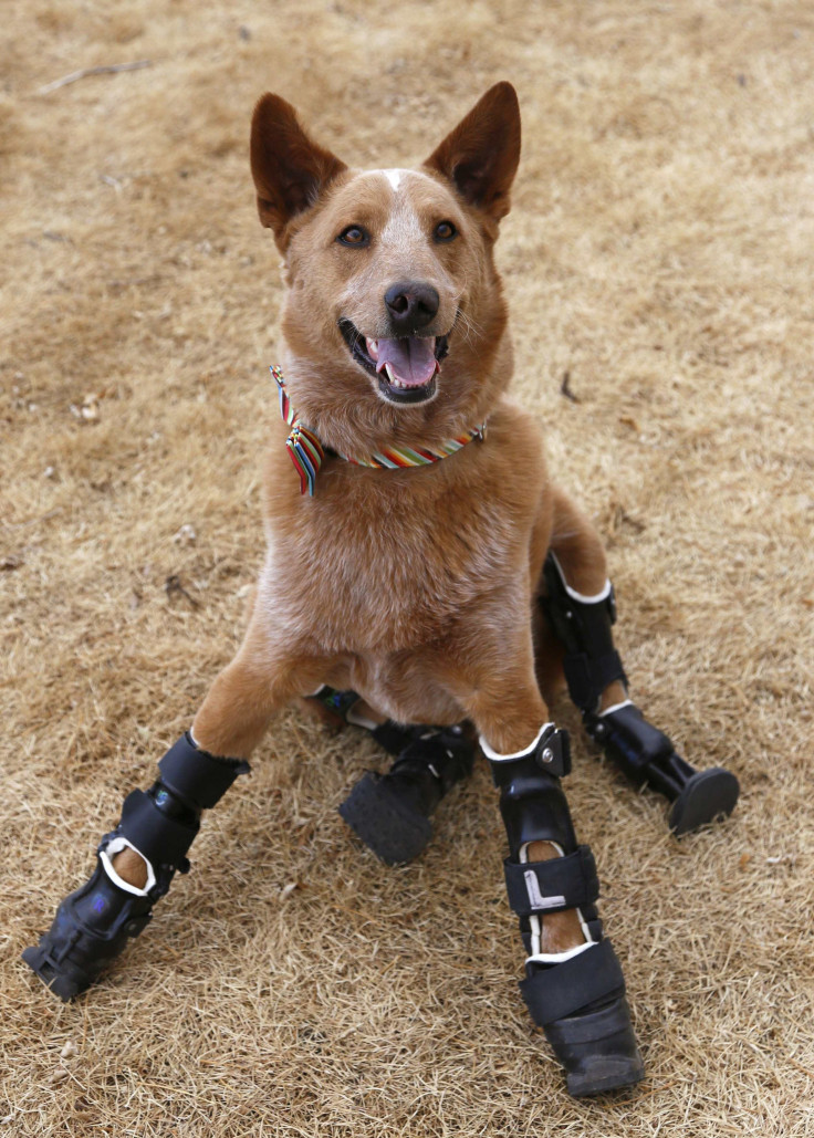 Naki'o, First 'Bionic' Dog To Receive Four Prosthetics After Losing Paws To Frostbite
