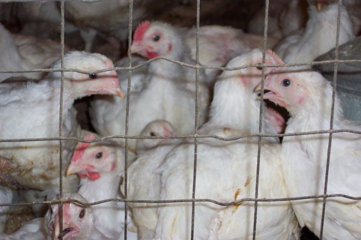 Live Chickens in a Chicken Coop