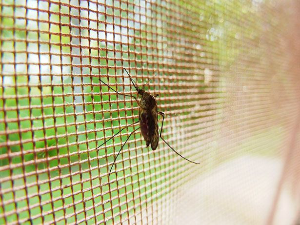 Drug resistant malaria