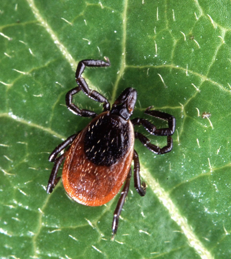 Adult deer tick, a vector for Lyme disease bacterium