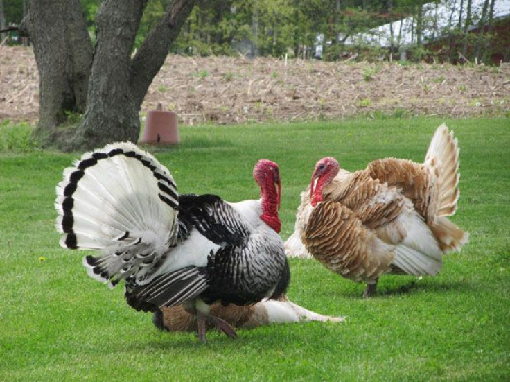 Ground turkey contains antibiotic resistant bacteria