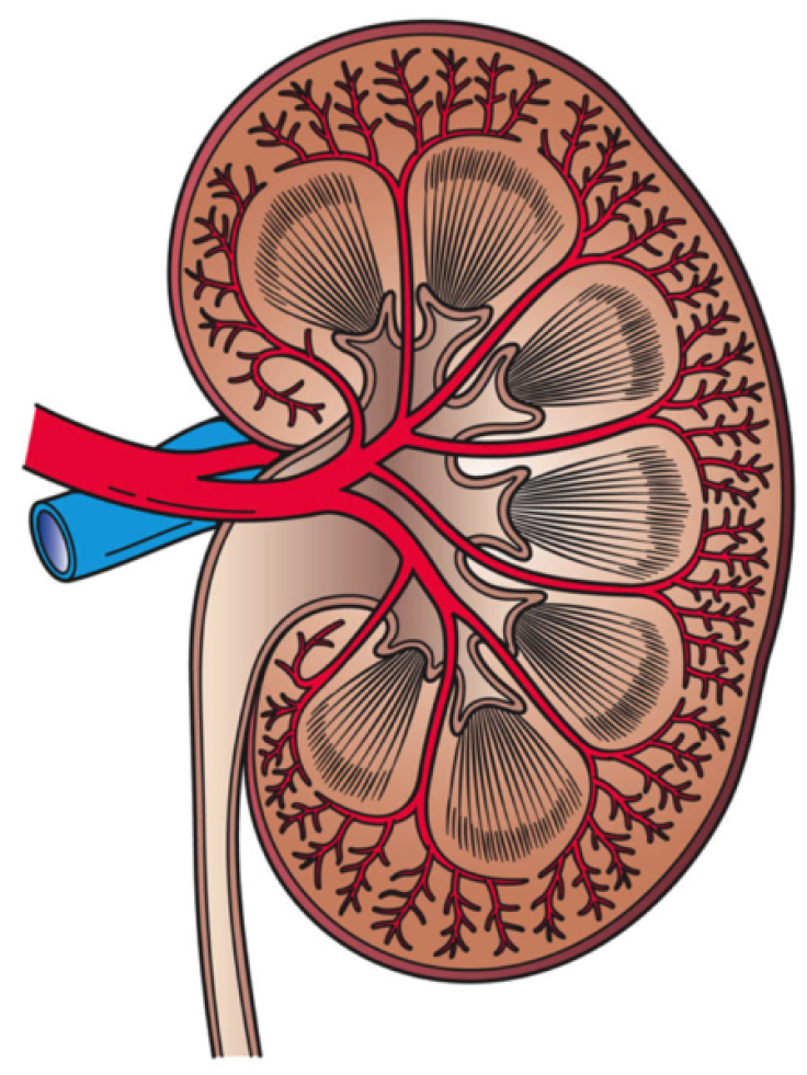 Kidney cross section.