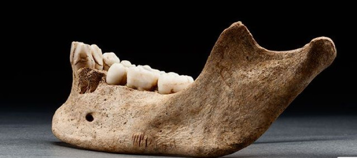 Jaw found in Jamestown