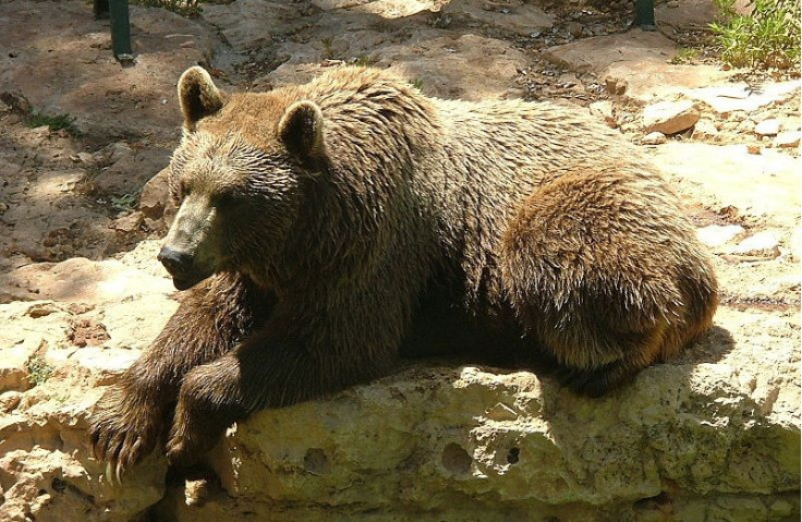 Syrian brown bear