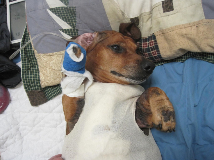 Obie, the Obese Dachshund