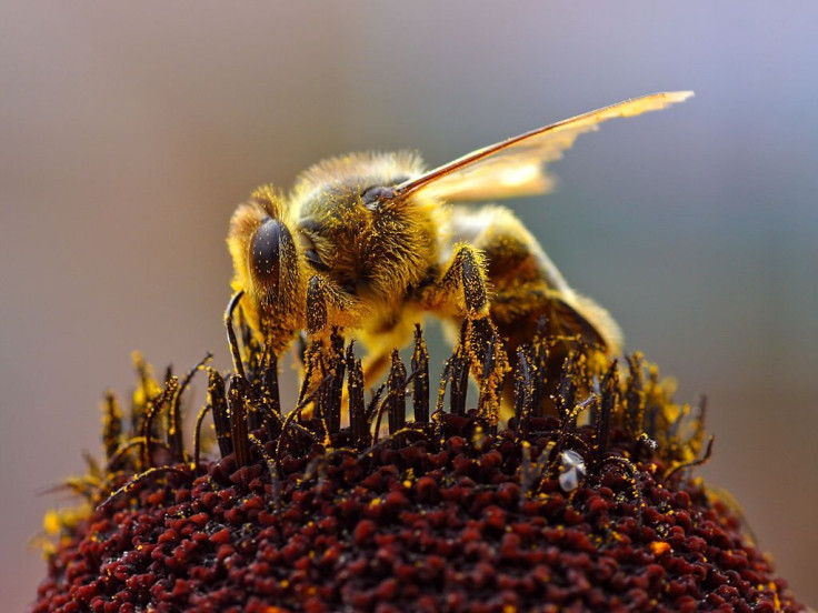 Bee pollinating