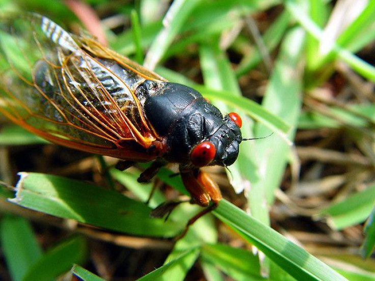 17-Year Cicadas Make East Coast Entrance, Explore A High-Protein Bug Cuisine Diet