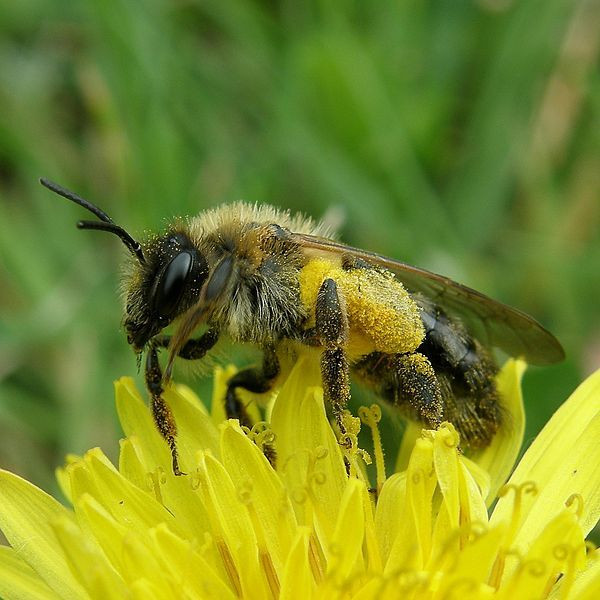 Bee in flower in pollen.