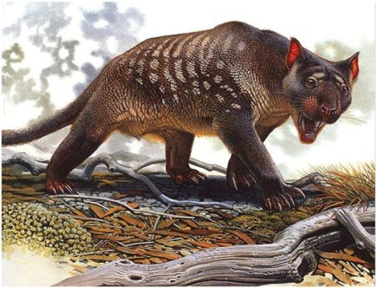 Australian Pleistocene megafauna mass extinction - thylacoleo carnifex