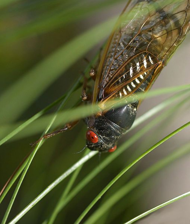 Cicada