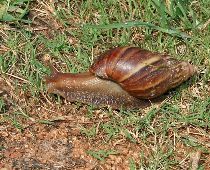 Giant African Snail