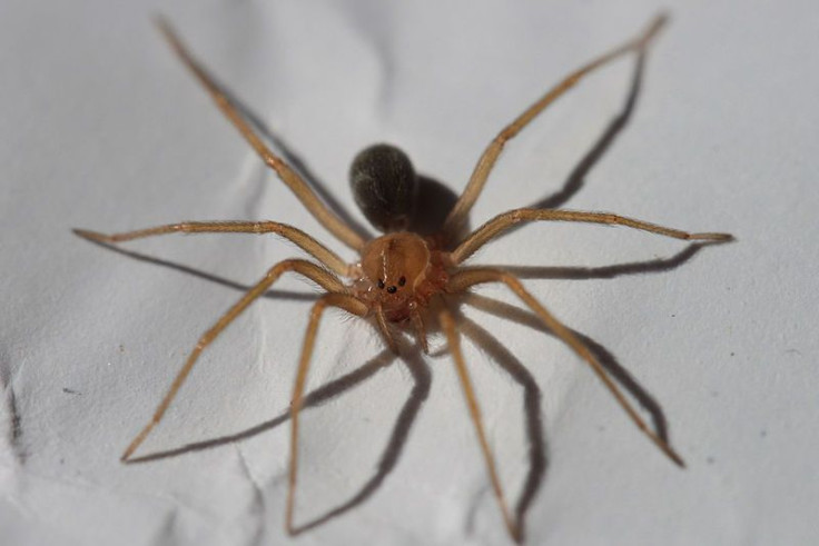 brown spider