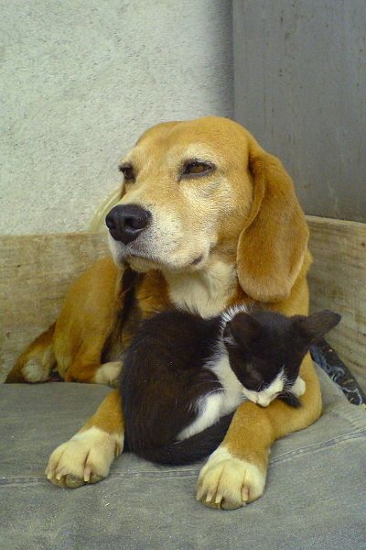 Dog and cat laying down.
