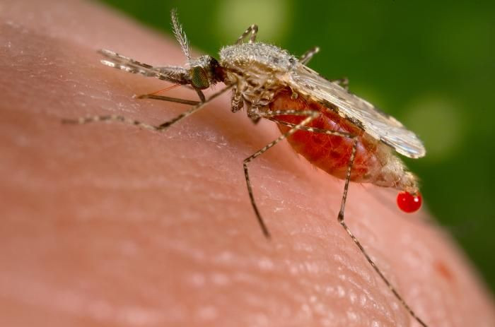Anopheles stephensi mosquito