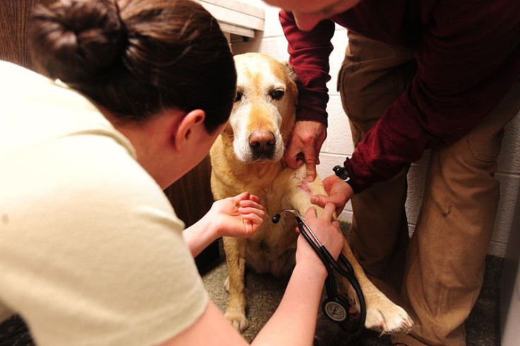 Dog being treated for an infectious disease.
