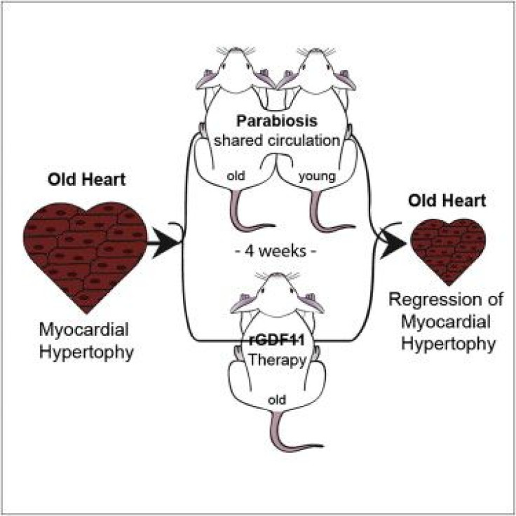 Blood Hormone Makes Aged Mouse Hearts Young Again